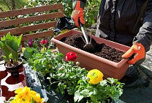 Tipps f&uuml;r torffreie Blumenerde - Kai Remmers/dpa-tmn