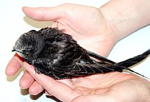 Mauersegler - Foto: Ursula Bauer/Aktion Tier/dpa-tmn