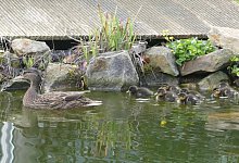 Umzug einer Entenfamilie - Burkhard Hoeltzenbein