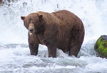 «Fat Bear»-Wahlen in USA - T. Carmack/Katmai-Nationalpark/dpa
