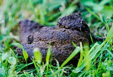 Hundekot - Uwe Anspach/dpa