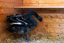 Schwan - 1 - Raphael Bartling