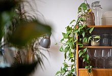 Schädlinge in Zimmerpflanzen - Zacharie Scheurer/dpa-tmn