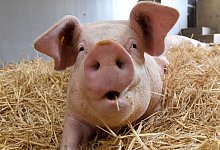 Schwein - Foto: Marijan Murat/dpa