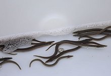 Fast 55.000 neue Aale in der Lippe - Alex Talash/dpa