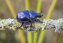 Biologische Station - Jostbernd Brock