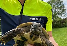 Polizistin f&auml;ngt Schildkr&ouml;te ein - ---/Polizei Lippe/dpa