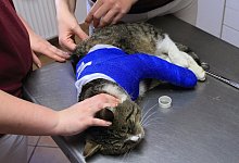 Kranke Katze - Foto: Jens Wolf/dpa