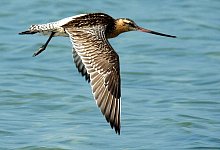 Pfuhlschnepfe - Foto: Hans-Wilhelm Gr&ouml;mping/Naturschule/dpa