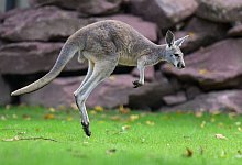 Neue Anlage f&uuml;r Rote Riesenk&auml;ngurus im Dresdner Zoo - Robert Michael/dpa