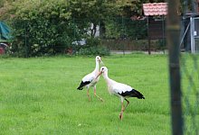 St&ouml;rche Elbrinxen - Freya K&ouml;hring