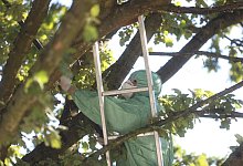 Ein Experte im Schutzanzug saugt die Raupen des Eichenprozessionsspinners aus dem Baum in Bielefeld. - Sarah Jonek