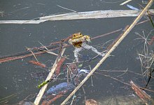 30151036 - Symbolbild/Pixabay