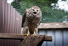 Auch wenn er an Menschen gew&ouml;hnt ist, f&uuml;hlt sich dieser Habicht durch den Fotografen doch in seinem Revier gest&ouml;rt. - Andreas Fr&uuml;cht