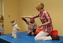 Therapiehund Bailey im Einsatz - Jana Beckmann