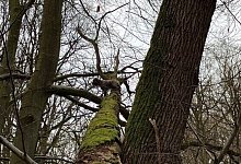 hund-im-wald2 - 1 - Freiwillige Feuerwehr Bad Salzuflen