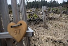 Aufforstung - Sebastian Gollnow/dpa