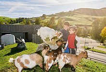 Kinder streicheln Ziegen im Feriendorf Reka in Urnäsch - Andrea Campiche/Reka/dpa-tmn
