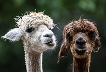 Alpaka-Wanderung im Harz - Swen Pf&ouml;rtner/dpa
