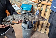 Kaiman tot in Kiste entdeckt - -/Ennepe-Ruhr-Kreis/dpa