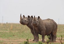 Wieder mehr Breitmaulnash&ouml;rner in Afrika - J&uuml;rgen B&auml;tz/dpa