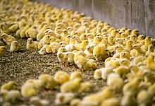 K&uuml;ken - Foto: Jens B&uuml;ttner/dpa-Zentralbild/dpa