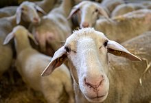 Weitere F&auml;lle von Blauzungenkrankheit in NRW - Peter Kneffel/dpa