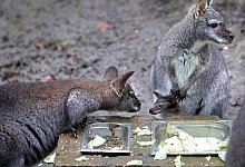 Hier wird erst einmal der K&auml;nguru-Zuwachs beschnuppert. Das Jungtier hat kurz nach Weihnachten zum ersten Mal aus dem Beutel geschaut. - Frank-Michael Kiel-Steinkamp