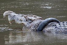 Krokodil - Foto: Opan/XinHua/dpa