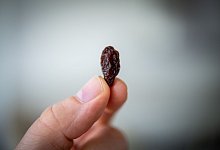 Ein Mann h&auml;lt eine Rosine zwischen Daumen und Zeigefinger - Zacharie Scheurer/dpa-tmn