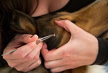 Eine Frau entfernt eine Zecke - Christin Klose/dpa-tmn