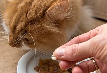 Katze vor Futternapf - Foto: Andrea Warnecke