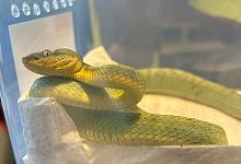 Giftschlangen in Bochum beschlagnahmt - Zollfahndungsamt Essen/dpa