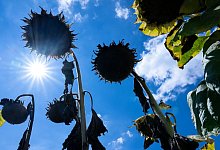 Hitze - Sven Hoppe/dpa