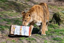 L&ouml;win Zeta - Foto: Guido Kirchner/dpa