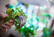 Geerntete Kräuter sind vor einem Smarten Gewächshaus zu sehen - Franziska Gabbert/dpa-tmn