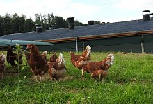 Freiland - Bussemeier