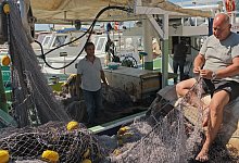 Kugelfisch-Plage in der T&uuml;rkei - Foto: Anne Pollmann/dpa