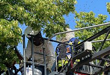 8000 Bienen aus Baum gerettet - -/Feuerwehr Detmold/dpa