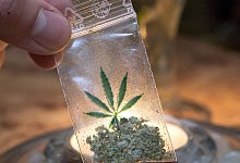 Test zu legalem Marihuana-Anbau - picture alliance / dpa