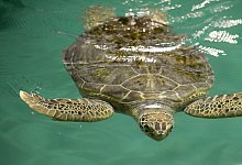 Wasserschildkr&ouml;te - Foto: Kay Nietfeld dpa