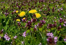 Ein St&uuml;ck Rasen f&uuml;r Insekten - Foto: Andrea Warnecke/dpa-tmn