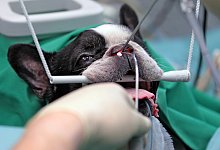 Operation eines Hundes - Foto: Jan Woitas