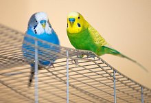 Laktoseintolerant bei V&ouml;geln - Foto: Andrea Warnecke/dpa-tmn