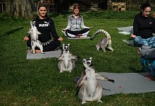 Lemoga-Kurse - Foto: Owen Humphreys/PA Wire