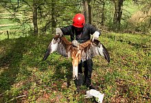Ein herber Verlust f&uuml;r den Artenschutz: Frank Ahnfeldt von der Biologischen Station Kreis Paderborn-Senne beim Bergen des verendeten Rotmilan-Weibchens in der N&auml;he des Horstes in D&ouml;renhagen - Biologische Station