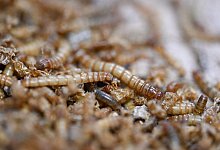 Alternative Futtermittel in der Viehhaltung - Bernd Weißbrod/dpa