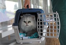 Entspannt in der Transportbox - Foto: Soeren Stache/dpa