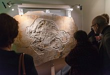 Naturkundemuseum Bamberg - Foto: Nicolas Armer/dpa