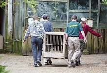 Vorerst werden keine Tiere mehr abgeholt: Mitarbeiter des Bad Pyrmonter Zoos vergangene Woche auf dem Weg zu Panther "Joey", der bereits verkauft worden ist. Fotos: Scherzer